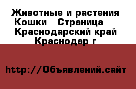 Животные и растения Кошки - Страница 5 . Краснодарский край,Краснодар г.